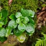 Aichryson divaricatum Hoja