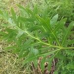 Silphium laciniatum Blad