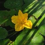 Nymphoides peltata Blomma