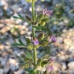 Teucrium botrys Fleur