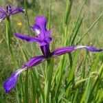 Iris reichenbachiana Flor