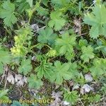 Alchemilla fissa Inny