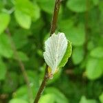 Alnus incana Blad