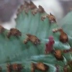 Euphorbia polygona Blomma