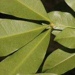 Forchhammeria trifoliata Blad