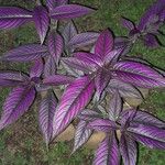 Strobilanthes auriculata Лист