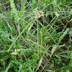 Cyperus luzulae موطن