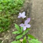 Cardamine bulbiferaVirág