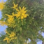 Koelreuteria paniculata Кветка