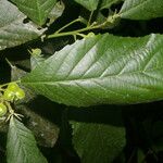 Cleidion castaneifolium Leaf