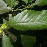 Cleidion castaneifolium Leaf