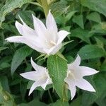 Campanula latifolia Flower