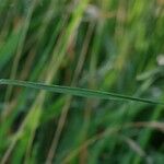 Agrostis stolonifera Feuille