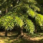 Abies balsamea 叶