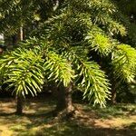 Abies balsamea Leaf