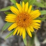 Inula ensifolia 花