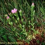 Centaurium portense 形态