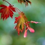 Acer japonicumYaprak
