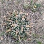 Ferocactus latispinus Лист