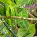 Pseuderanthemum carruthersii Kora