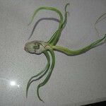Tillandsia bulbosa Hoja