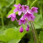 Primula matthioli Květ