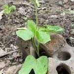 Ipomoea nilYaprak