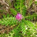 Cirsium acaulon 花