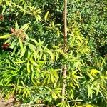 Hakea salicifolia 整株植物