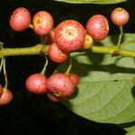 Siparuna thecaphora Fruit