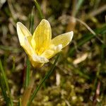 Crocus chrysanthus Flor
