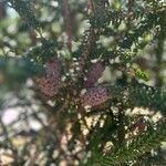 Melaleuca diosmifolia ഫലം