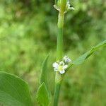 Polygonum aviculare 花