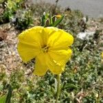 Oenothera stricta Blomma