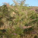 Calytrix exstipulata