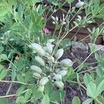 Baptisia australis Blodyn