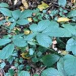 Rubus foliosus Blatt