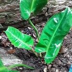 Philodendron acutatum