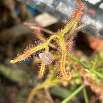 Drosera binata পাতা