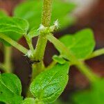 Parietaria debilis Yaprak