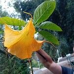 Brugmansia versicolor Flower