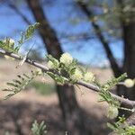 Vachellia tortilis Leaf