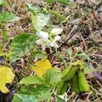 Crotalaria verrucosa Fulla