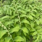 Polygonatum multiflorum Elinympäristö