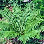 Dryopteris crassirhizoma List