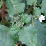 Solanum villosum Leaf