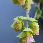 Origanum dictamnus Flower