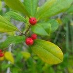 Ilex cassine Fruto
