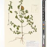 Justicia syncollotheca Other