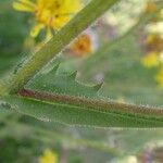 Crepis foetida Azala